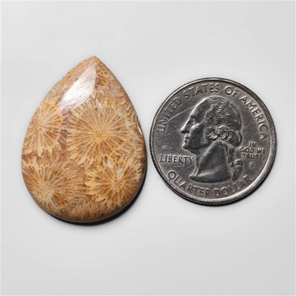 Fossil Coral