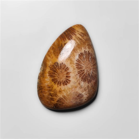 Fossil Coral