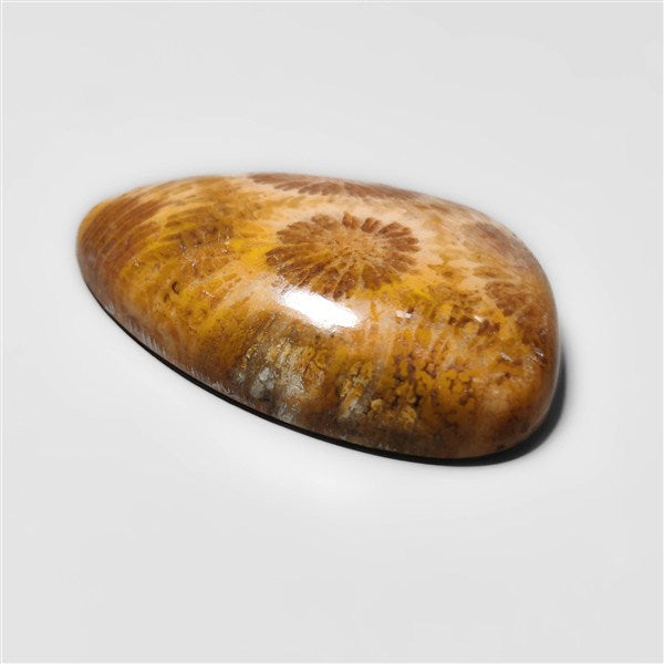 Fossil Coral