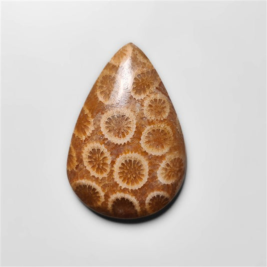 Fossil Coral