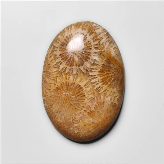 Fossil Coral
