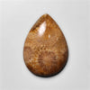 Fossil Coral