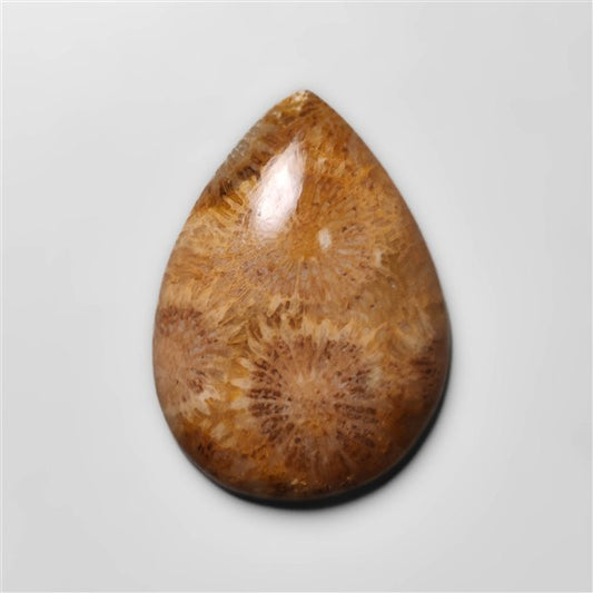 Fossil Coral