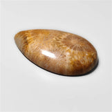 Fossil Coral
