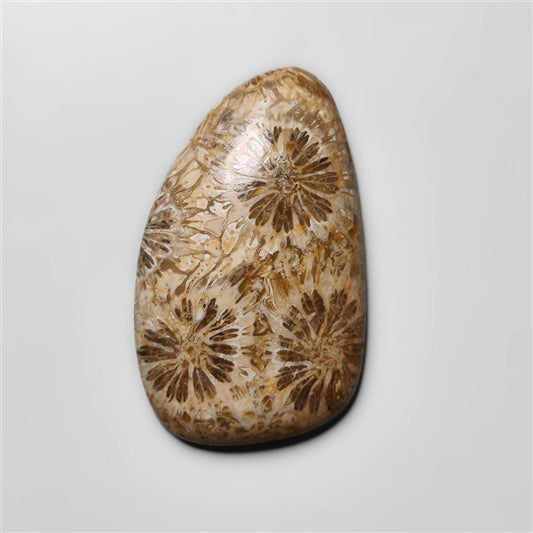 Fossil Coral