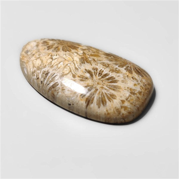 Fossil Coral