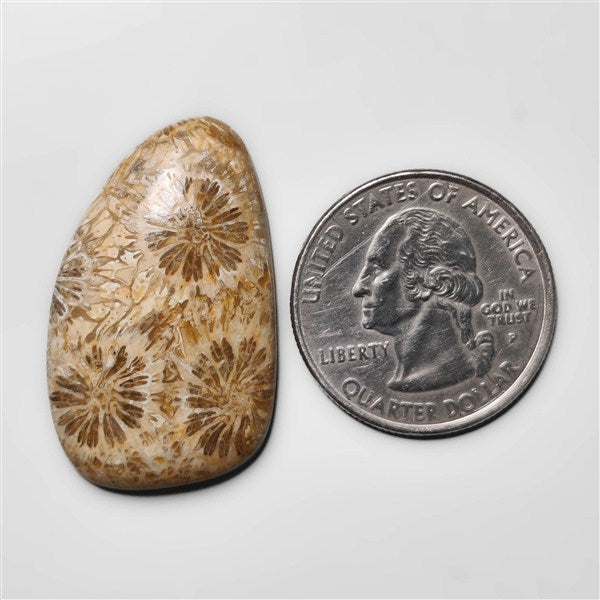 Fossil Coral