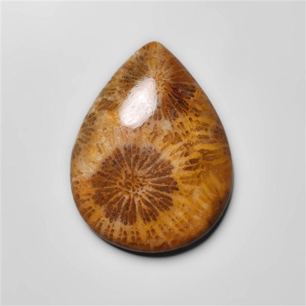 Fossil Coral