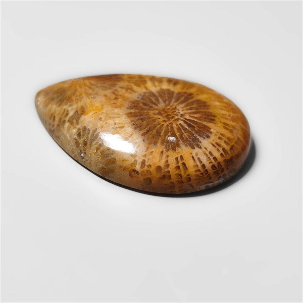 Fossil Coral