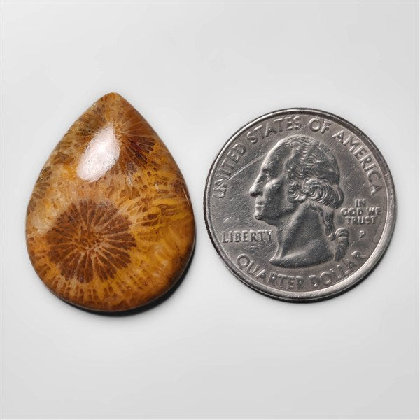 Fossil Coral