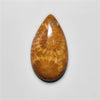 Fossil Coral
