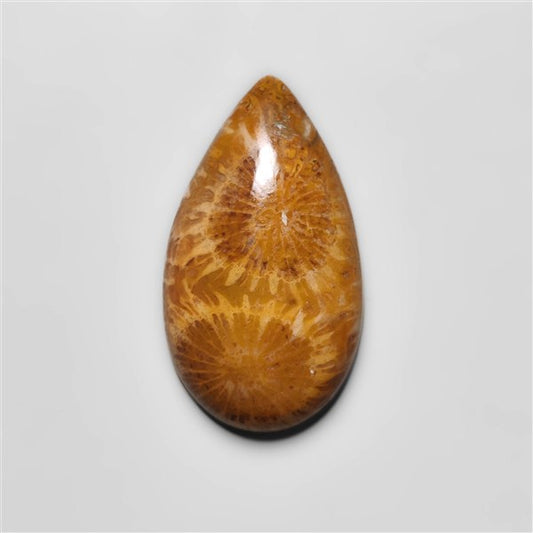 Fossil Coral