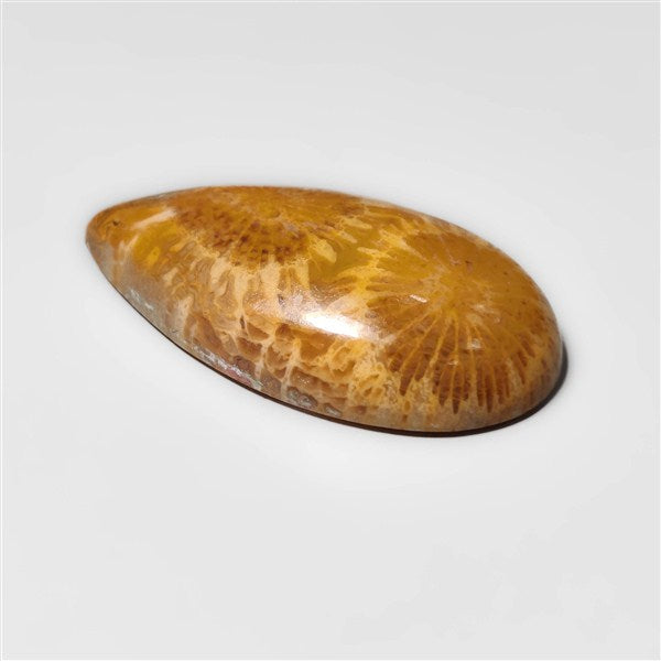 Fossil Coral