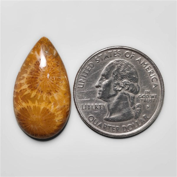Fossil Coral