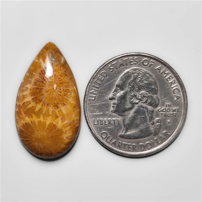 Fossil Coral