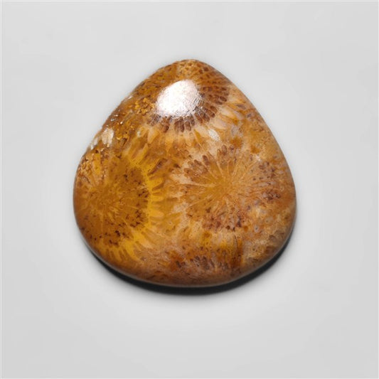 Fossil Coral