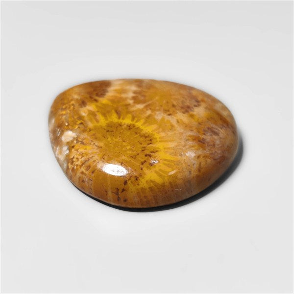 Fossil Coral