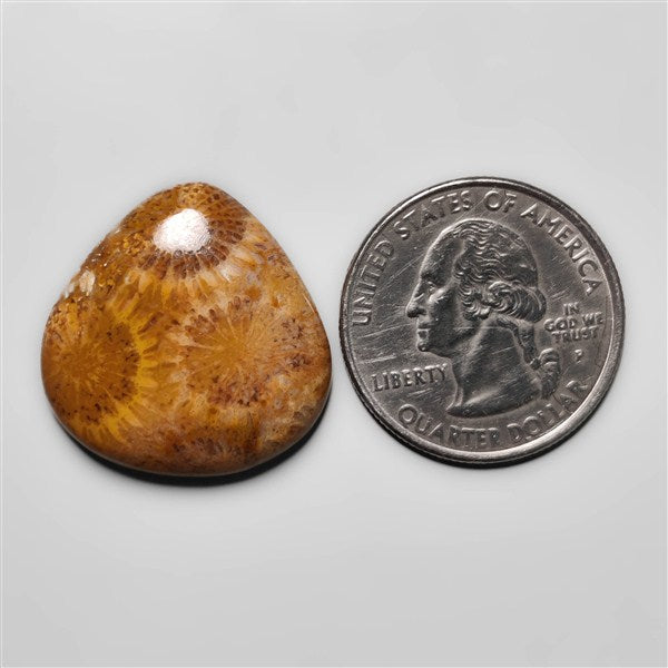 Fossil Coral