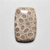 Fossil Coral
