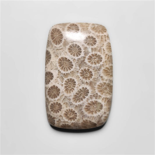 Fossil Coral