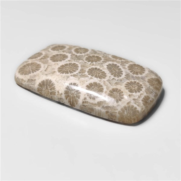Fossil Coral
