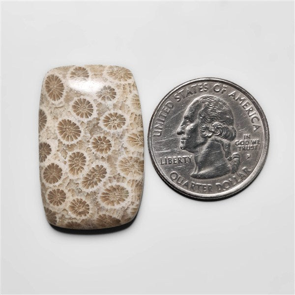 Fossil Coral