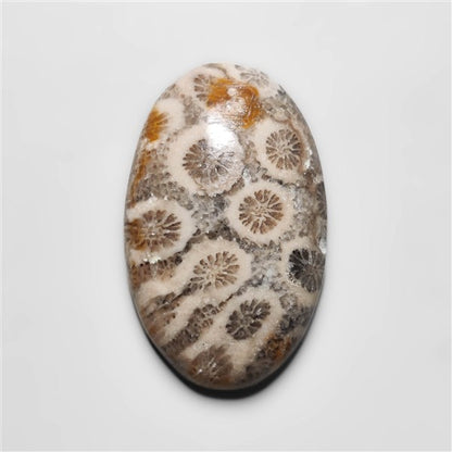 Fossil Coral