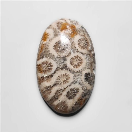 Fossil Coral