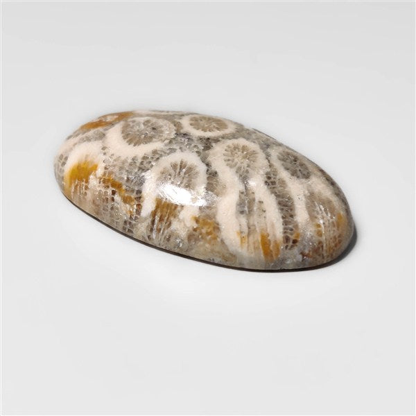 Fossil Coral