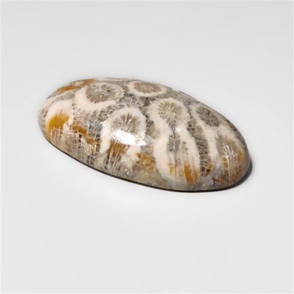 Fossil Coral