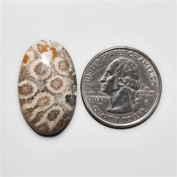 Fossil Coral