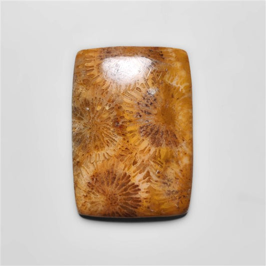 Fossil Coral