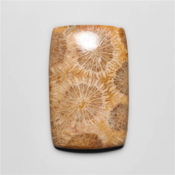 Fossil Coral
