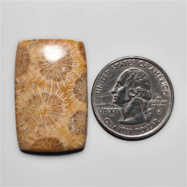 Fossil Coral