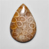 Fossil Coral