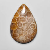 Fossil Coral
