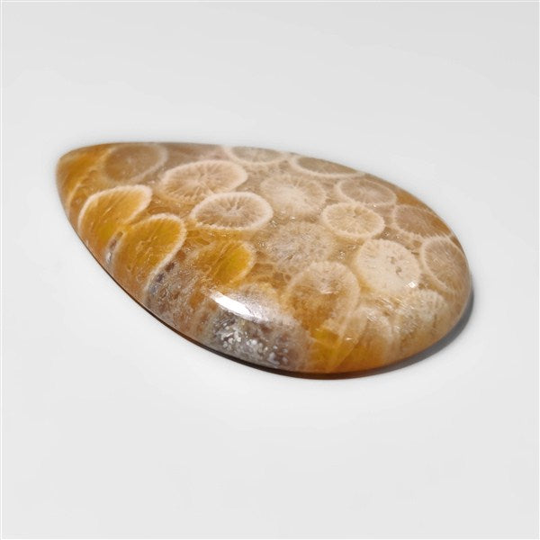 Fossil Coral