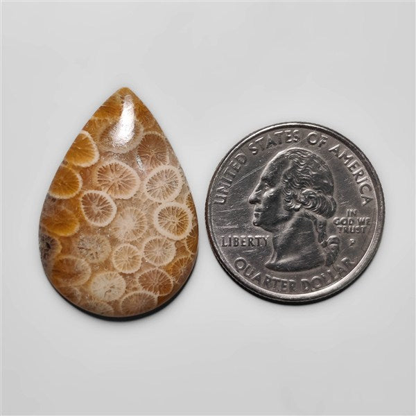Fossil Coral