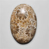 Fossil Coral