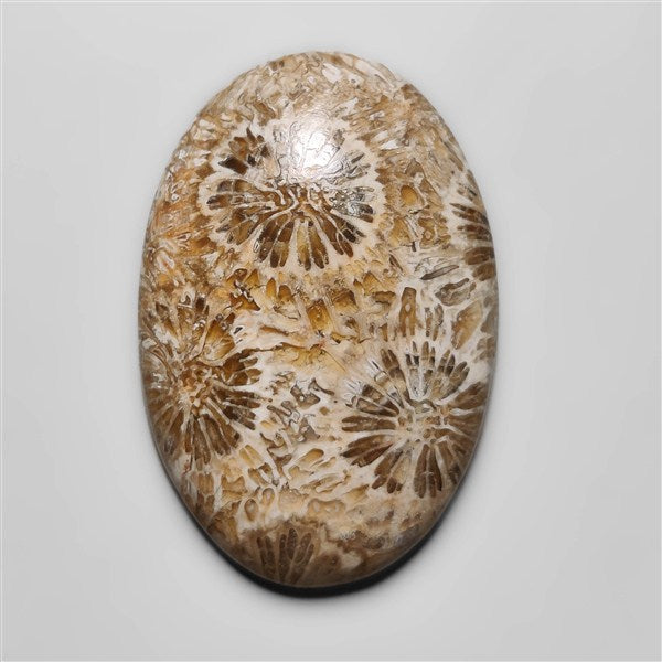 Fossil Coral