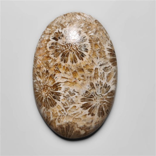 Fossil Coral