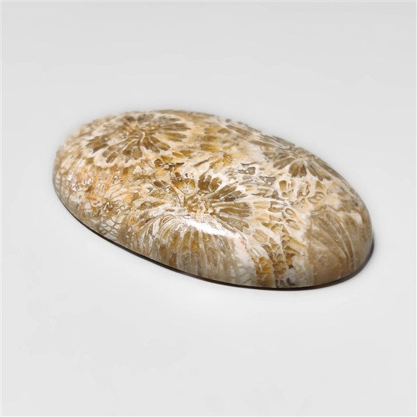 Fossil Coral