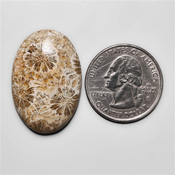 Fossil Coral