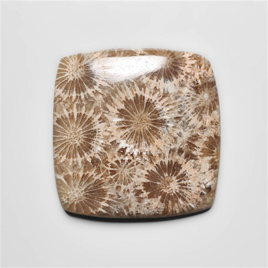 Fossil Coral