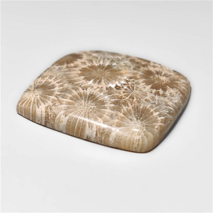 Fossil Coral