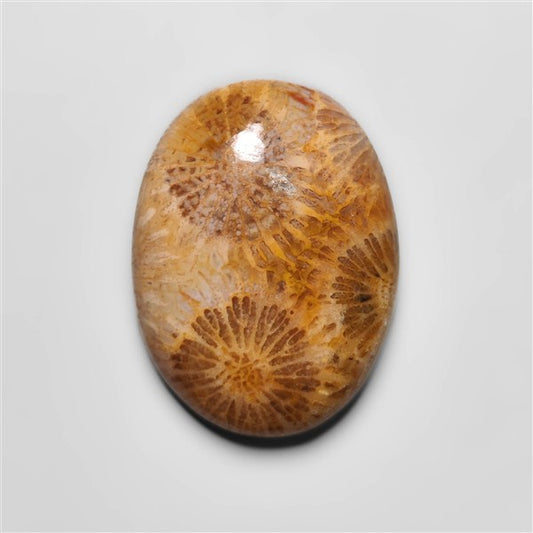 Fossil Coral