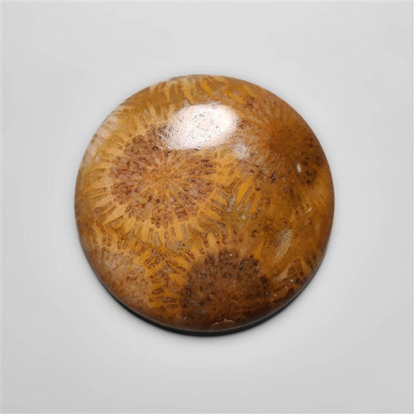 Fossil Coral