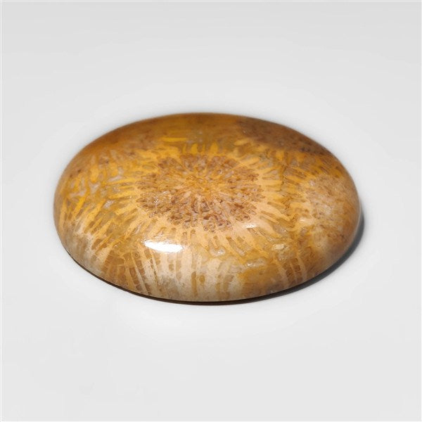 Fossil Coral