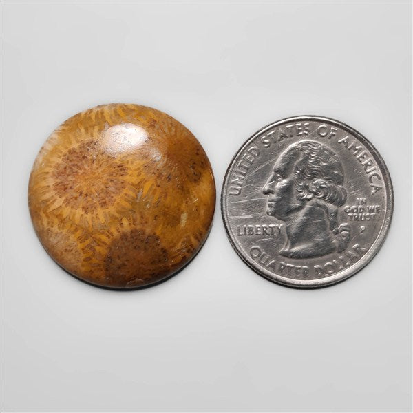 Fossil Coral