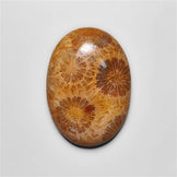 Fossil Coral